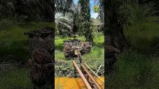 Transporting Palm Oil Fruit Using a Single Rail System | Efficient Cargo Crossing