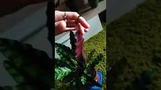 Калатея Лансифолия / Calathea Lancifolia / марантовые