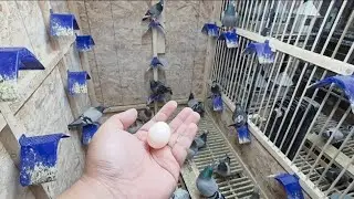 VLOG 63| NAGIITLUGAN NA ANG ATING MGA BREEDER| #pigeon #racingpigeon #birds #kalapatids 