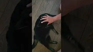 don&rsquo;t worry, not going in the oven ju😹 #shortvideo #cat #trending  #subscribe