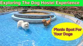 Pawsum Retreat: Exploring the Dog Hostel or Picnic Experience in Himachal Pradesh