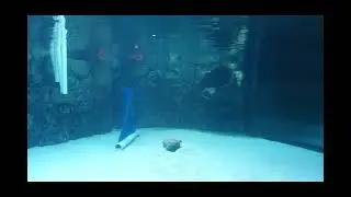 sea life Dallas,Texas