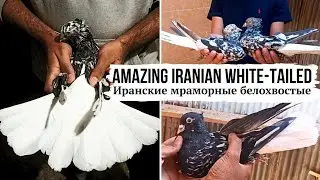 ИЗУМИТЕЛЬНО 🤩 ИРАНСКИЕ МРАМОРНЫЕ БЕЛОХВОСТЫЕ |  Iranian white-tailed pigeons | کبوتر دم سفید ایرانی