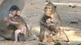 Cute Baby Monkey Hugging Mom When Mommy Fighting With Other Monkey