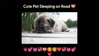 Cute pet 🐕 sleeping on road ❤️💗💕💓💞💗❤️