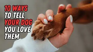 10 Heartfelt Ways to Show Your Dog You Love Them 🐾 | Strengthen Your Bond Today | UZR Tube