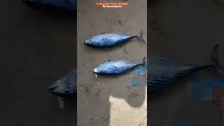 വിഴിഞ്ഞത്ത് വന്ന 2 ചൂര മീനിന്റെ വില?-271🐟#vizhinjam #fish #shortsfeed #shorts #auction #fishingvideo