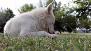 Canon EOS 600D - Video Test