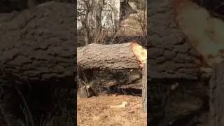 Death caught on record