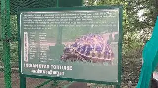 भारतीय पहाङी कछुआ॥ Indian Star Tortoise॥माचिया पार्क जैविक उद्योग जोधपुर 