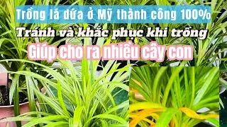 #136🇺🇸chia sẻ trồng cây lá dứa sống 100% 🌿tránh nhiều trường hợp mắc phải khi trồng 🪴ra nhiều cây 🌱