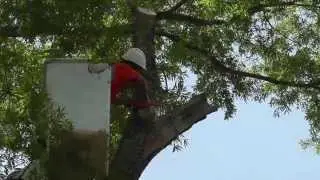 Tree Cutting and Trimming in Bucket Truck - Craig's Quality Tree Service