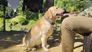 Soldier's discipline makes perfect #foryou #trending #viralvideo #dog #soldier #dogtraining #dogs 