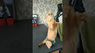 МУЖИК МНЕ УГРОЖАЕТ #shorts