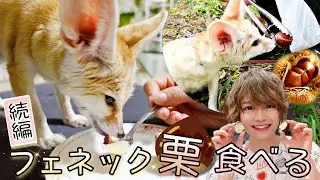 フェネックと一緒に収穫した栗を調理して食べる～！