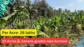 10 Acres Banana Garden for Sale || Kurnool District, Andhra Pradesh