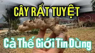 Cây Quý Như Vàng, Cả Thế Giới Tin Dùng Nhưng Có 1 Kinh Nghiệm Ít Người Biết Tới | CTVC