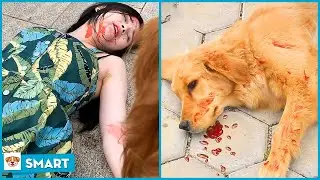 Smart dog saves people's lives V11 - The bravest dog showbiz ever! - Amazing pets