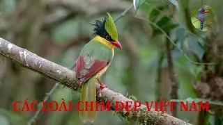 thi&ecirc;n nhi&ecirc;n hoang d&atilde; | C&aacute;c lo&agrave;i chim đẹp ở Việt Nam