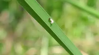 Speckled Wood caterpillar hatching