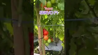 #pertanian #farmer #tomato