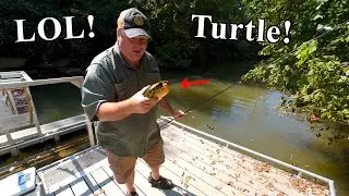 I Can't Stop Catching Turtles (Instead of Bullhead Catfish!) #lol