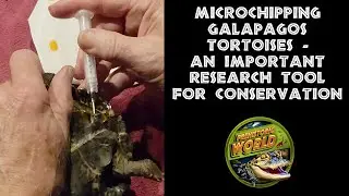 Microchipping Galapagos Tortoises - An Important Research Tool For Conservation