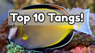 10 Most Popular Tangs Ranked by Hobbyists (From Tough to Dream Fish)