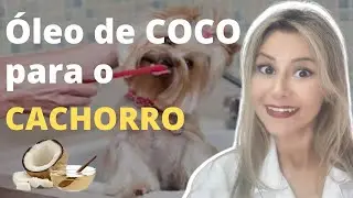 ÓLEO DE COCO PARA CACHORRO |Porque você deve começar a escovar os dentes do seu cão com óleo de coco