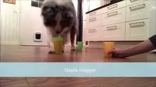 Tips under rehabilitering hund