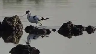 Pied Avocet, Avocetta (Recurvirostra avosetta)