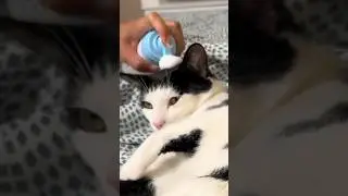 Cat waterless shampoo