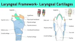 Anatomy of Larynx part 01 ; Laryngeal framework- Laryngeal Cartilages , Location & Importance