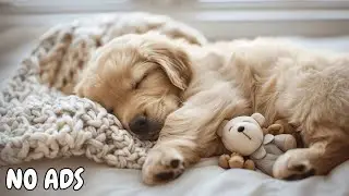 12 HOURS of Anti-Anxiety Music for Dogs 🌿 Soothing Calm Music for Relaxation & Sleep 💤 No Ads