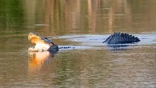 Alligator Photography Adventure