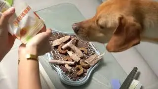 DoggyWillie balanced nutrition formula/ lick mats -  ASMR Dog eating biting licking 개 먹고 물고 핥기