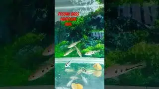 pecoak bass fish