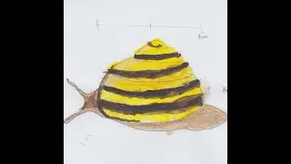 Snails in 6 Minutes