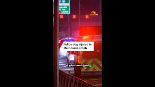 Police dog injured in Melbourne crash