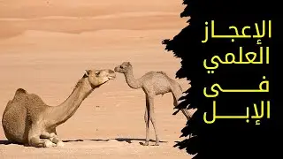 الإعجاز العلمي في خلق الإبل