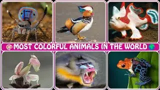 Most Colorful Animals in the World 🌈🐾 | Nature&rsquo;s Vibrant Wonders