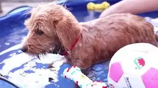 Dog Wash and Clean Up: Petsfit Kiddie Pool,Foldable Dog Pool Pet Bath Pool for Dogs Cats