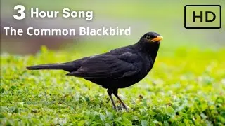 3 Hours of Common Blackbird Singing - Relaxing Bird Sounds for Sleep, Study & Meditation