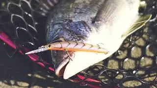 Daiwa Double Clutch Lures For Sale