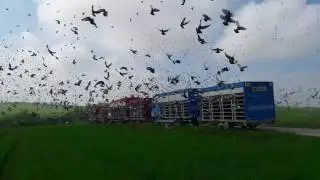 Galamb Derby Klub, Jihlava, 2017.05.06, 10.000 pigeons