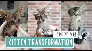 Adopt me! Meet June Bug