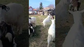 little goats jumping & playing🐐#naturedaily #nature #naturelovers #animal #fluffyfriends #goat #cute
