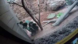 Madagascar exhibition at the Bronx zoo