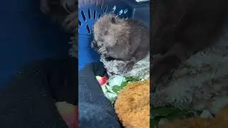 Happy International Beaver Day