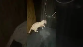 Animels Fun | CAT Is Trying To Take A Shower